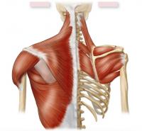 Axial Muscles